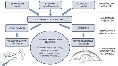 Multimodal imitative learning and synchrony in cetaceans: A model for speech and singing evolution